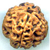 Four Mukhi From Nepal
